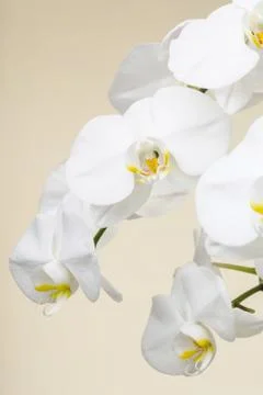 White orchid Foto stock
