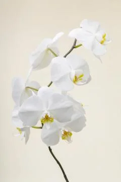 White orchid Stock Photos