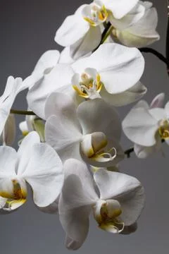 White orchid Stock Photos