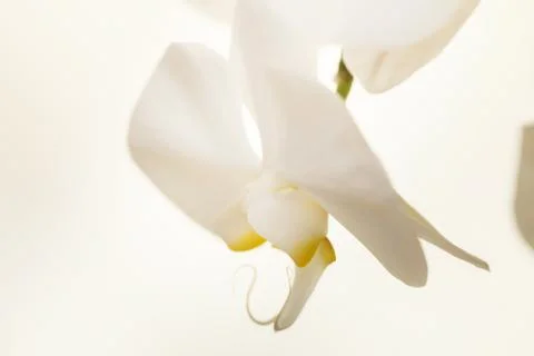White orchid Stock Photos
