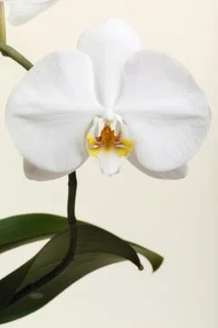 White orchid Foto stock