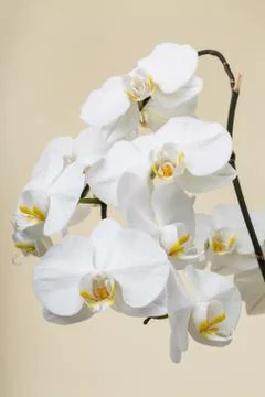 White orchid Stock Photos