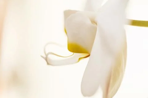 White orchid Stock Photos