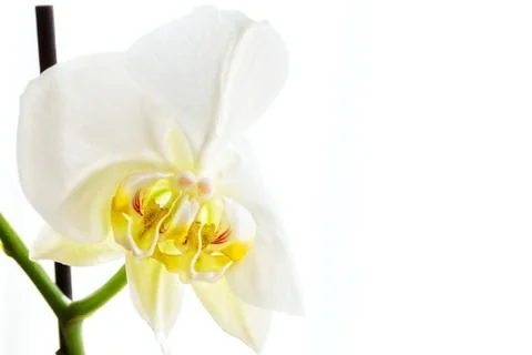 White orchid Foto stock