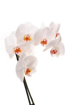 White orchid Stock Photos