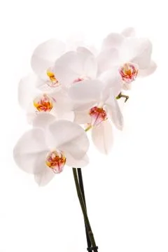 White orchid Stock Photos