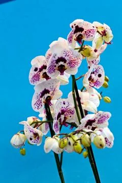 White orchid Stock Photos