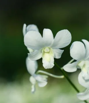 White orchid Foto stock