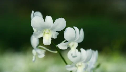 White orchid Stock Photos