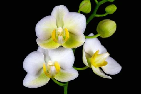 White orchid Stock Photos