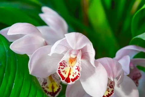 The white orchid Stock-Fotos