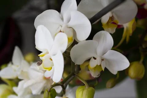 White orchid Stock Photos