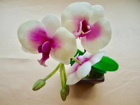 White orchid Stock Photos