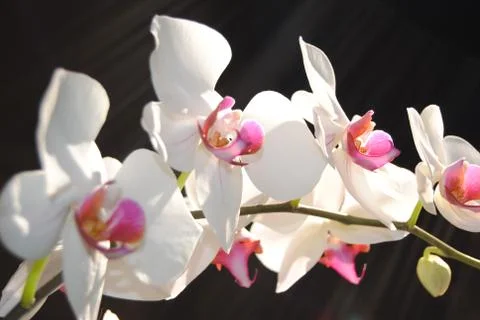 White orchid Stock Photos