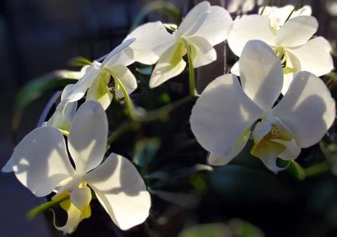 White orchid Stock Photos