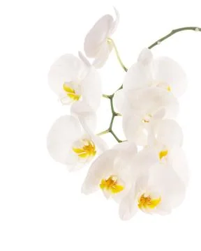 White orchid Stock Photos
