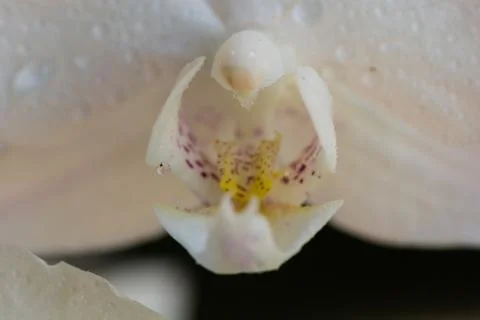 White orchid Stock Photos