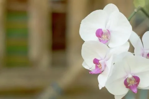 White Orchid Stock Photos
