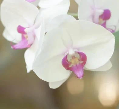 White Orchid Stock Photos