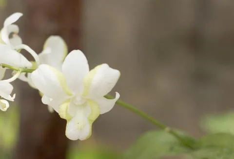White Orchid Stock Photos