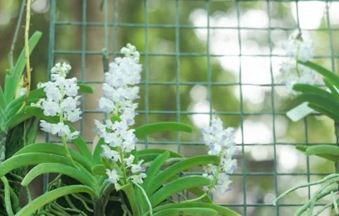 White Orchid Stock Photos