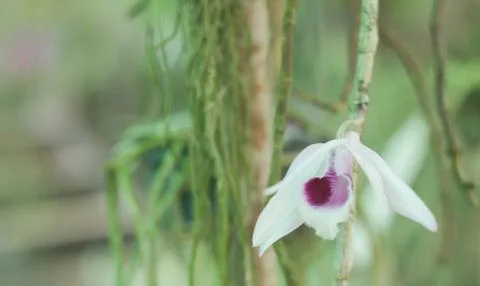 White Orchid Stock Photos