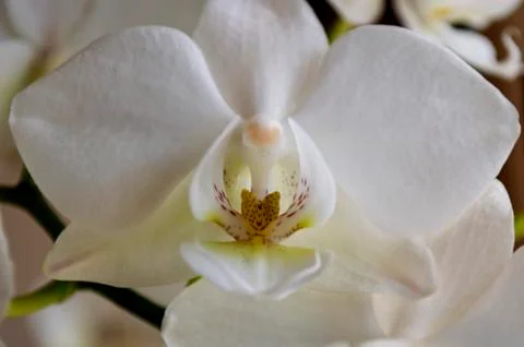 White Orchid 写真素材