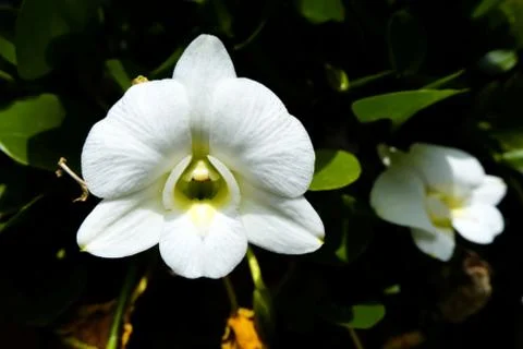 White Orchid. Foto stock