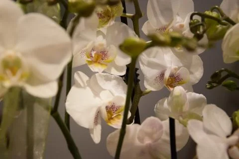 White orchid Stock Photos
