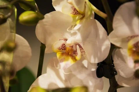 White orchid Stock Photos