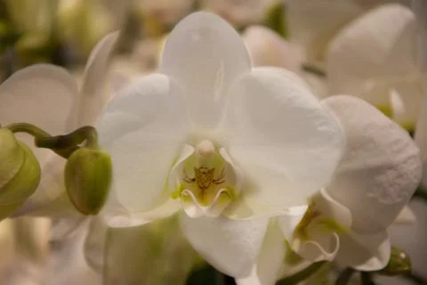 White orchid Stock Photos