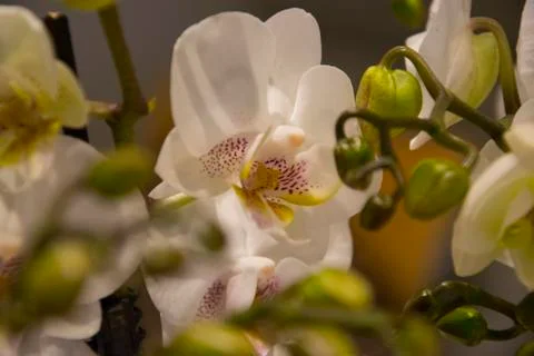 White orchid Stock Photos
