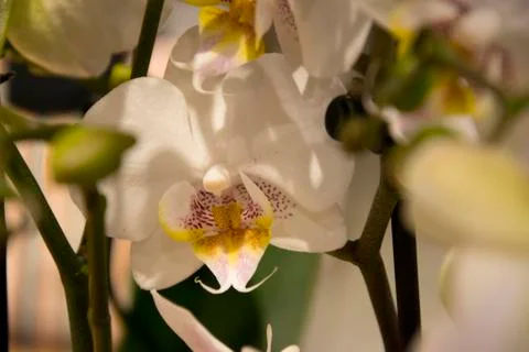 White orchid Stock Photos