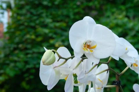 White orchid Stock Photos