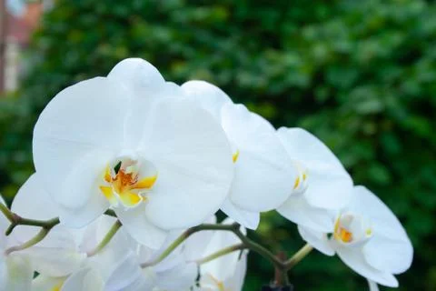 White orchid Stock Photos