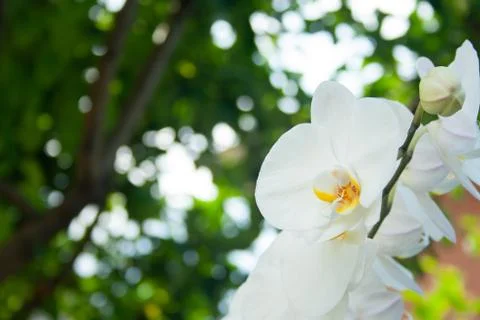 White orchid Stock Photos