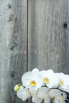 White orchid Stock Photos