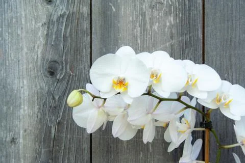 White orchid Stock Photos