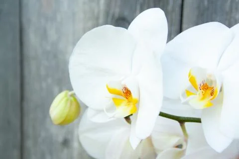 White orchid Stock Photos