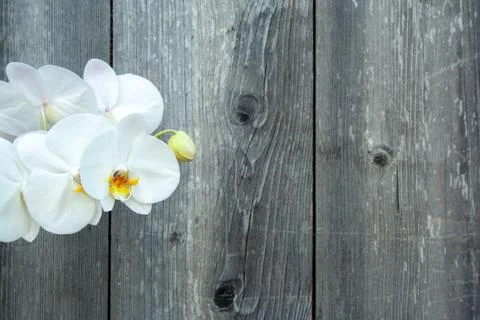 White orchid Stock Photos