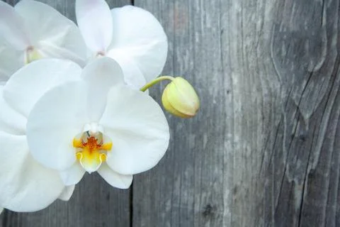 White orchid Stock Photos