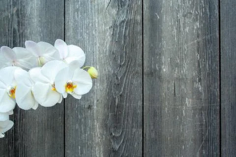 White orchid Stock Photos
