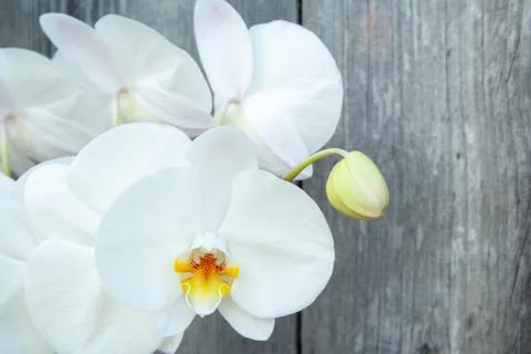 White orchid Stock Photos