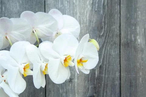 White orchid Stock Photos