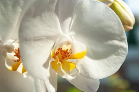 White orchid Stock Photos