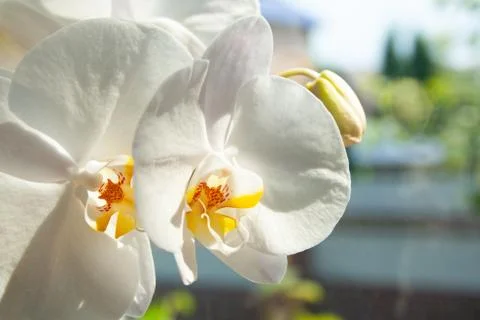 White orchid Stock Photos