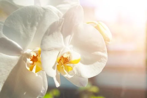 White orchid Stock Photos