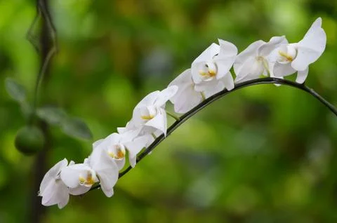 White orchid Stock Photos