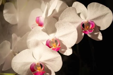 White orchid Stock Photos