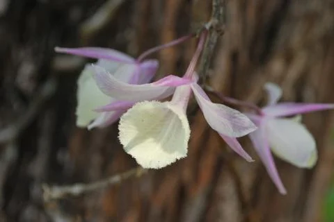 White orchid Stock Photos